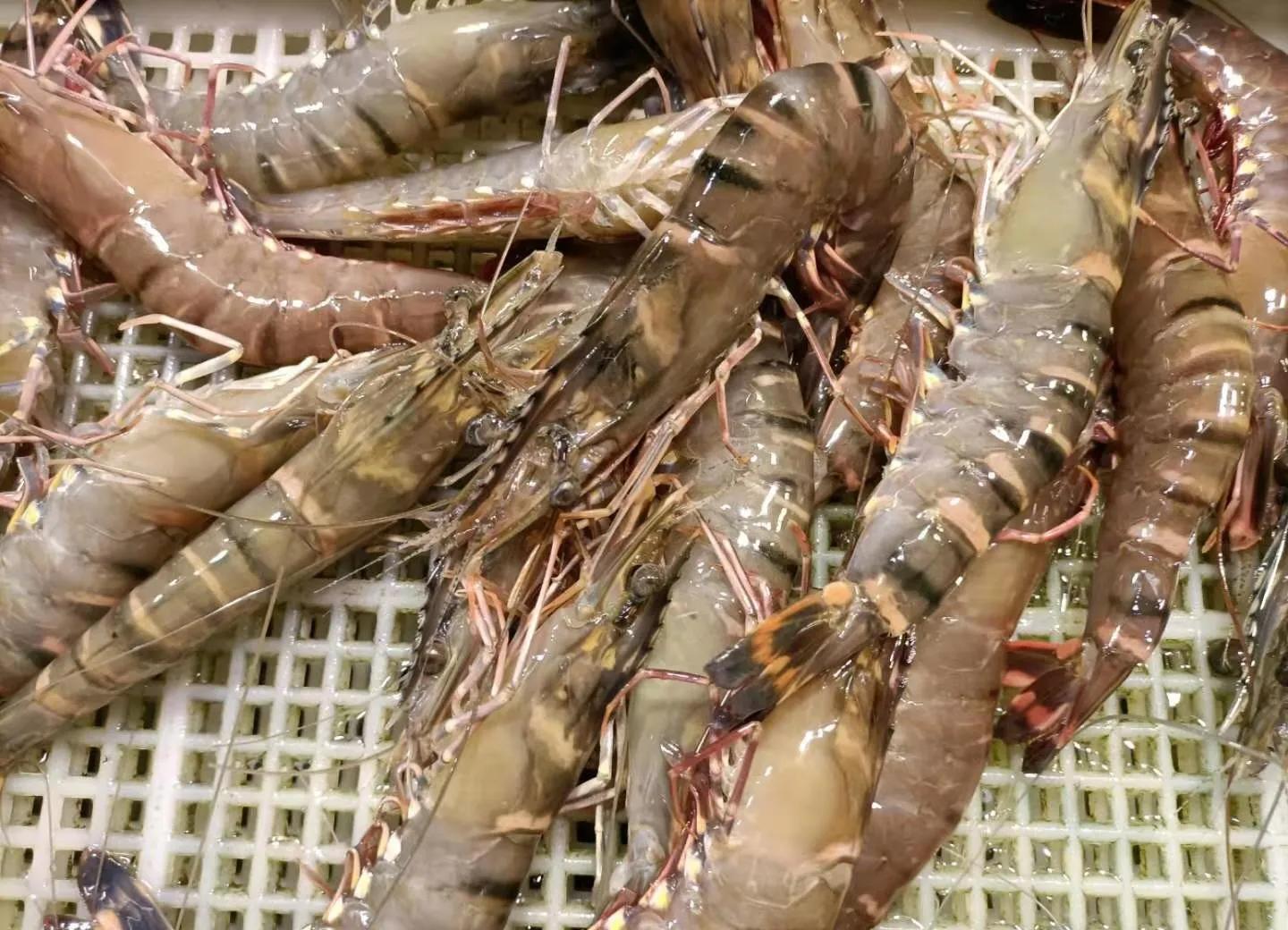 湛江霞山最新鲜的海鲜市场,湛江霞山海鲜批发市场海鲜干货