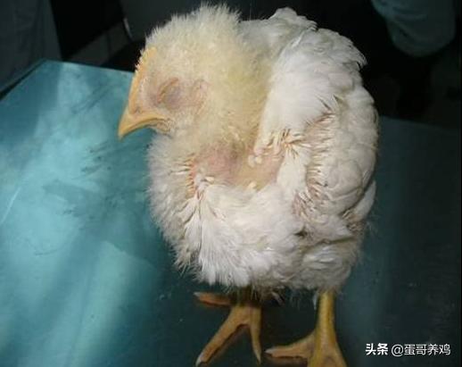高发鸡病最佳治疗方法,鸡患肾传支的治疗方法