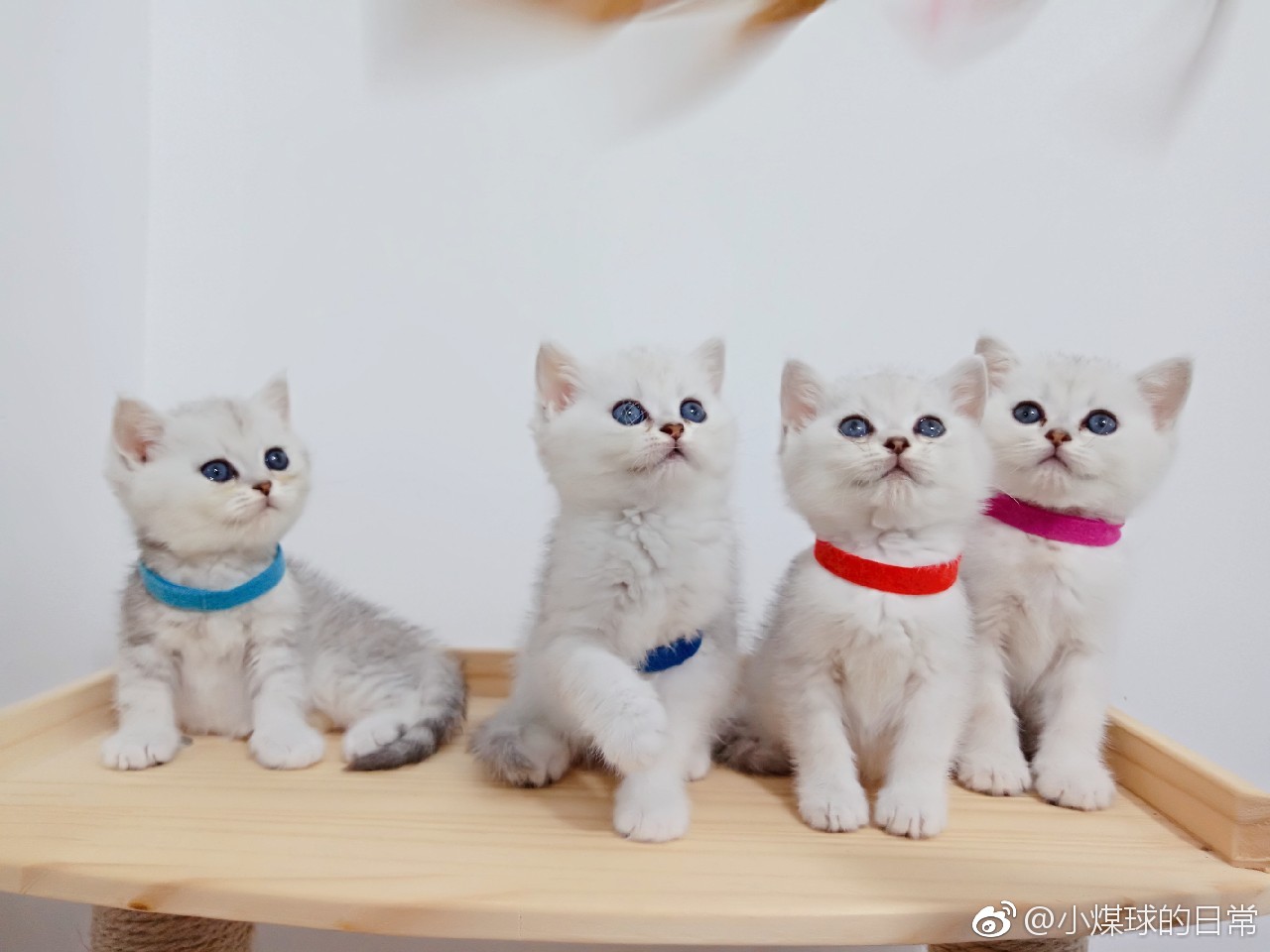 宠物医院到底坑不坑老李,成都不坑的宠物医院