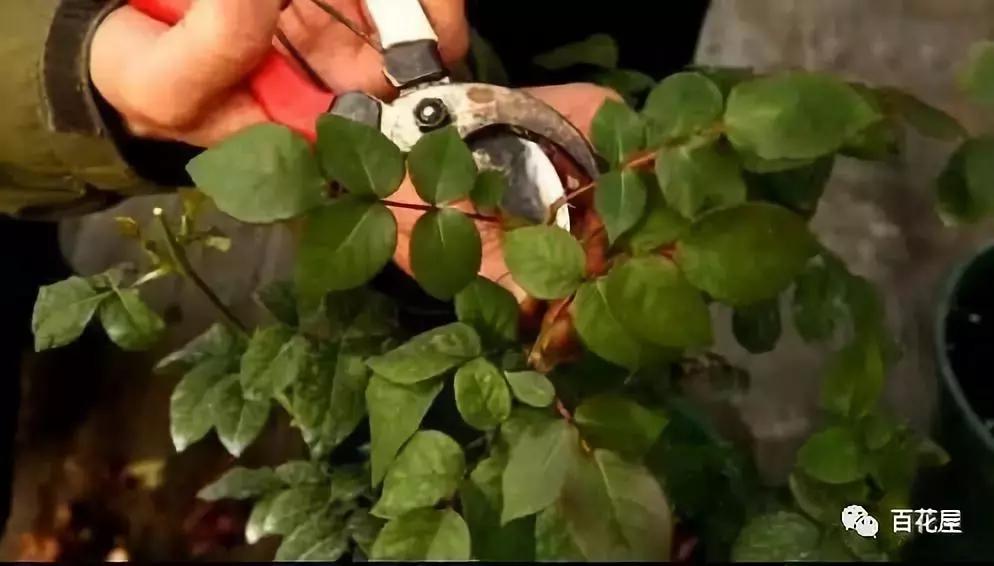 养月季花花叶发黄怎么办,养月季树枝全部干了怎么回事