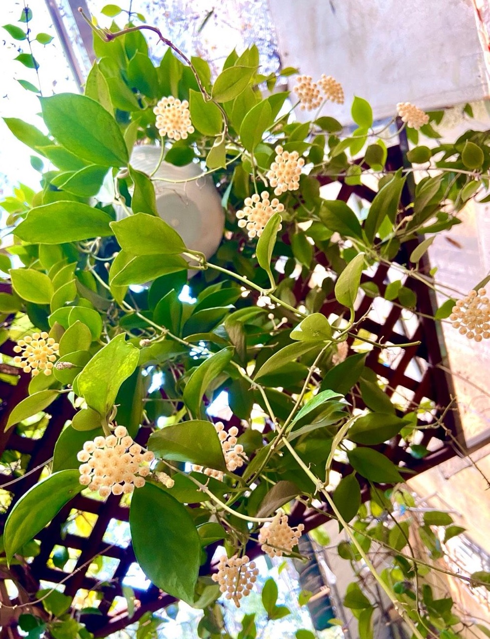 室内养花，养棵“苏奈”球兰吧，皮实好养，开花勤奋，花香飘满屋