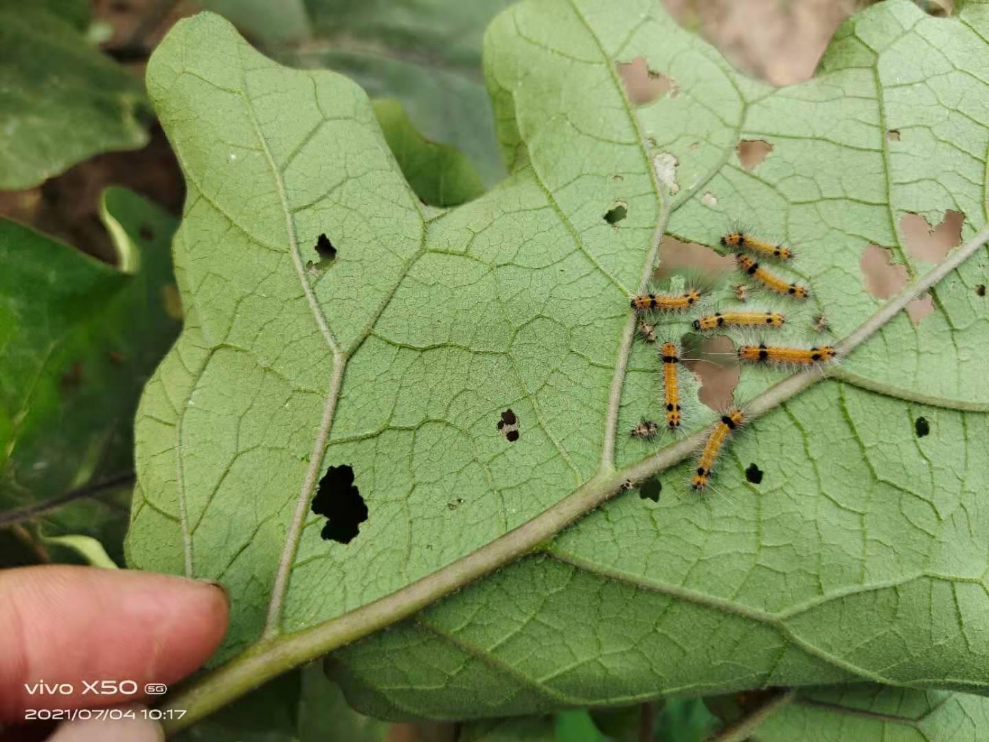 为什么碰了毛毛虫会全身发痒,看到毛毛虫就发痒是怎么回事