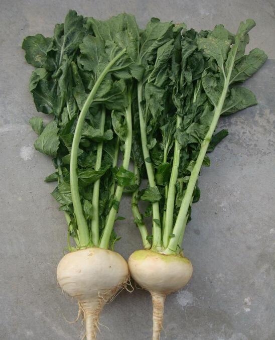 恰玛古十种做法,新疆恰玛古叶子做什么好吃