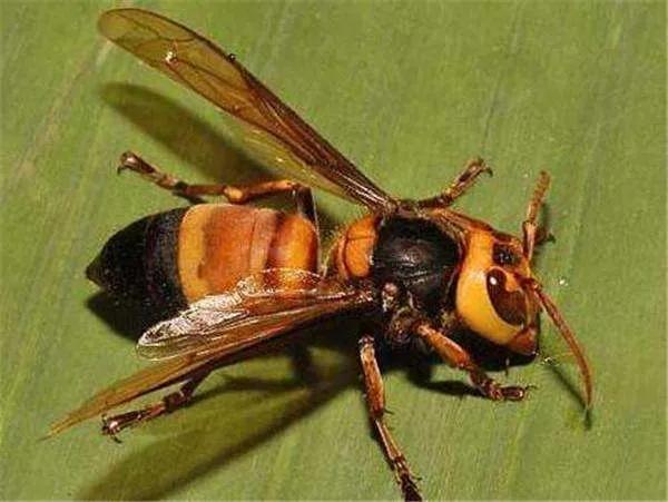 13岁女生呼吸不上来怎么回事,孩子突然眼睛肿呼吸困难