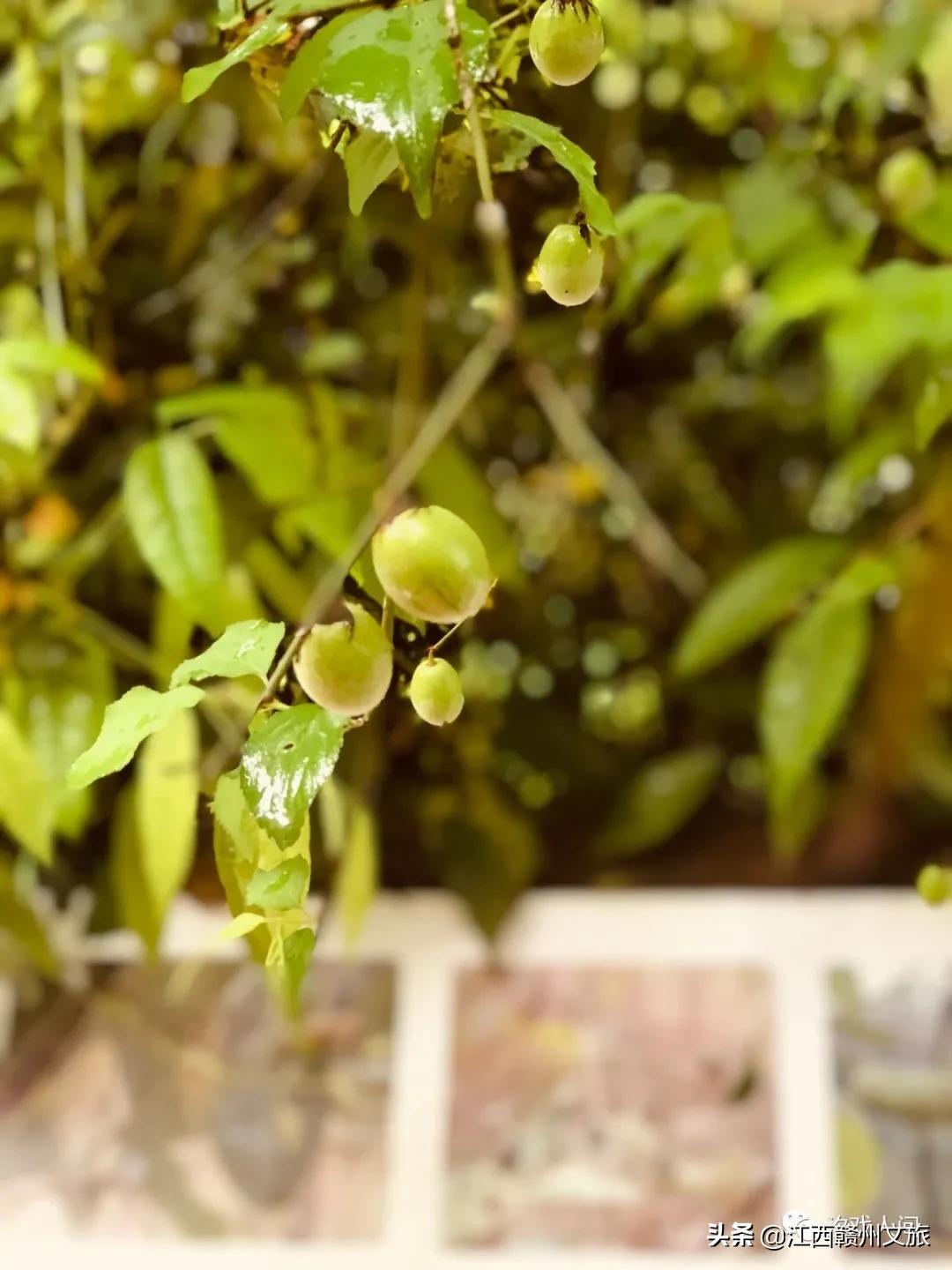 赣州亚马逊电商平台概念,赣州有亚马逊吗