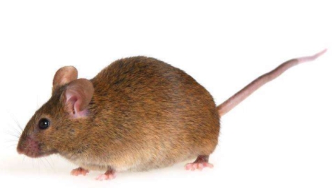 被老鼠咬了应该打什么疫苗,被老鼠咬了必须要打狂犬疫苗吗