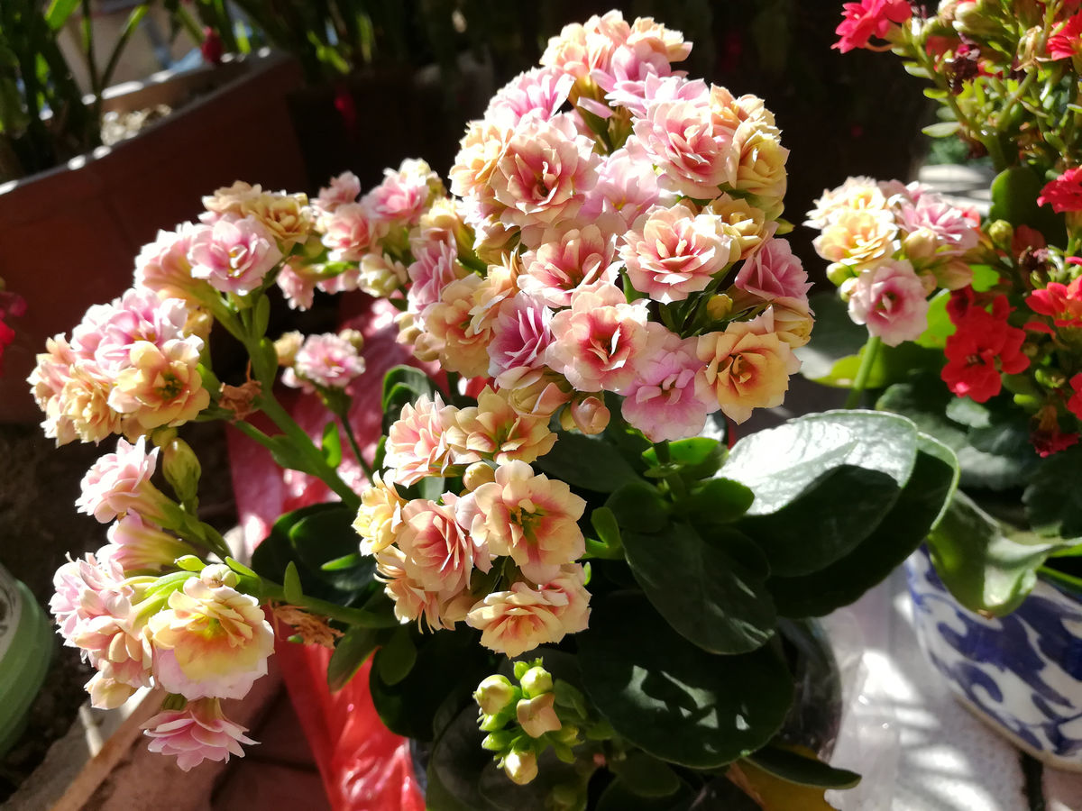 养花也要一种好心态才能养好花,人养花花养人6种花越养越健康