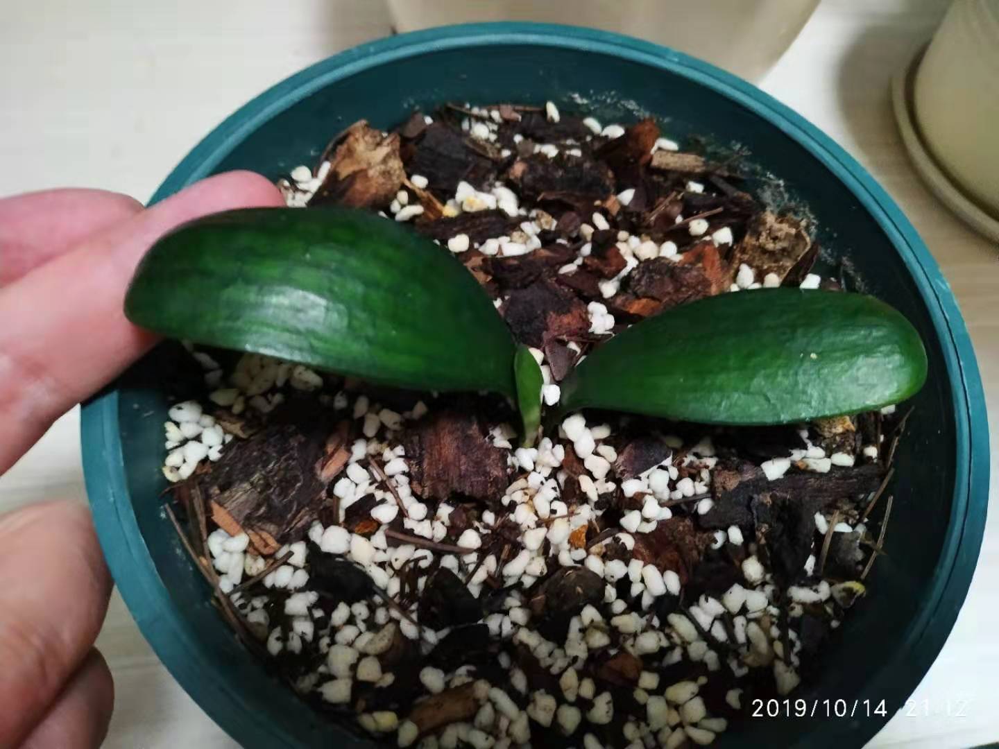 怎样使抹头君子兰出芽子多,大君子兰长出多个小苗怎么办