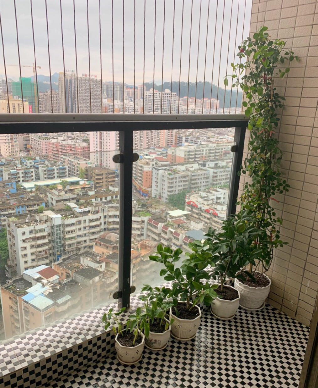 家中摆放绿植有学问，注意“5点”，漂亮长势好，净化空气又旺宅