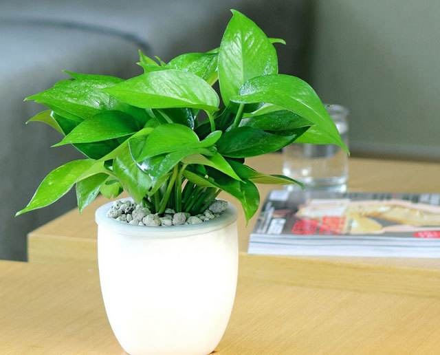 绿萝黄叶可以用多菌灵吗,大叶绿萝柱黄叶怎么挽救