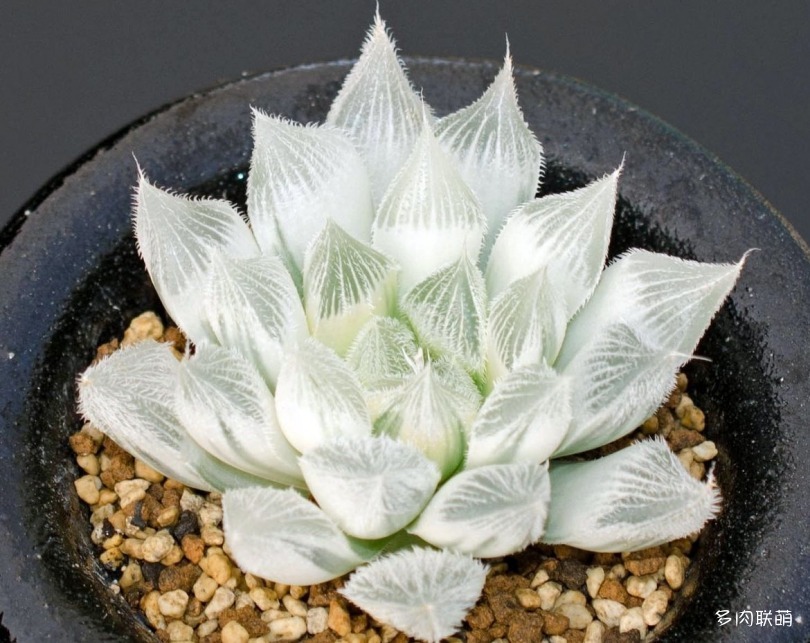 多肉玉露寿的品种图鉴,多肉植物欣赏