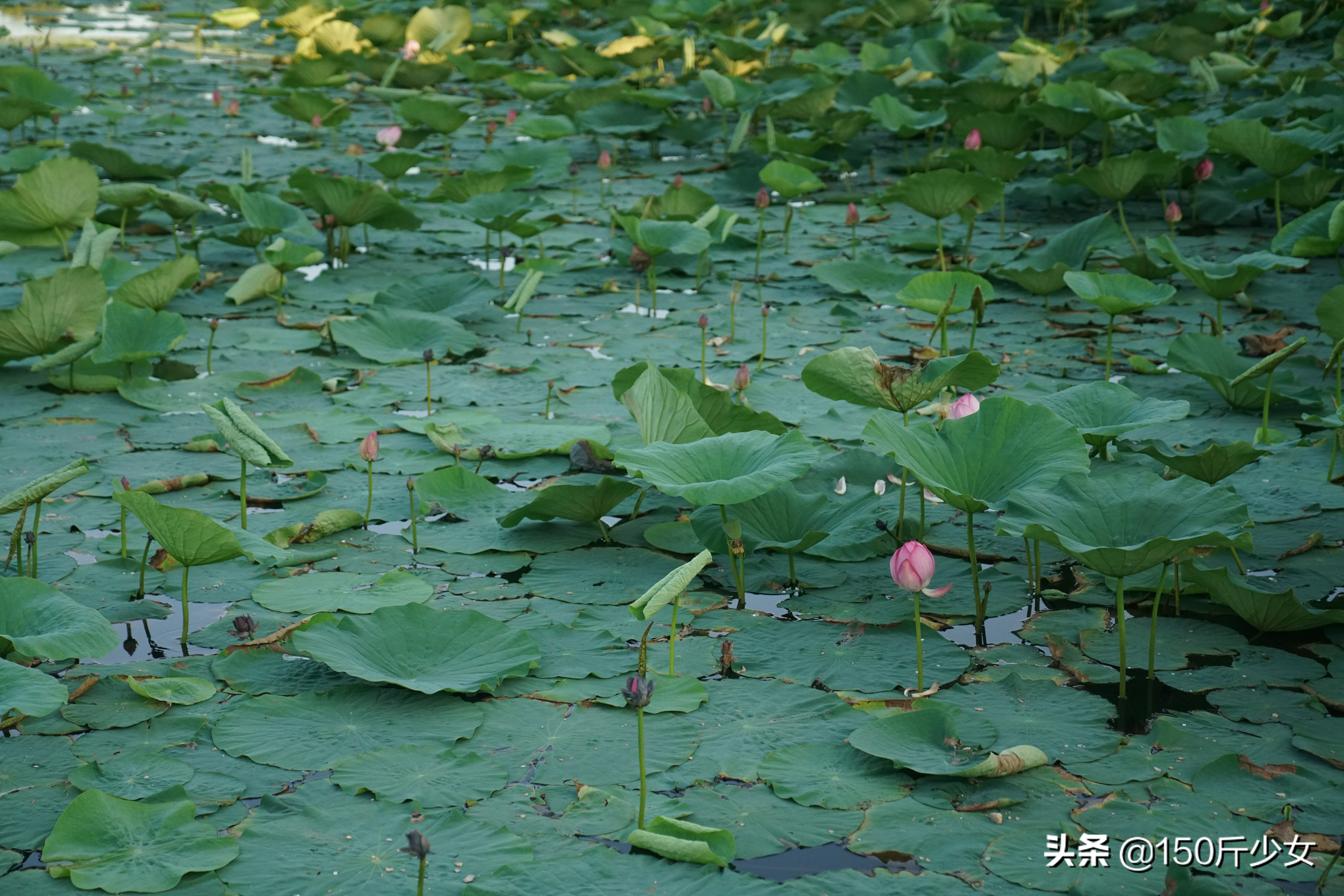 国庆吉林出发2-3天自驾短途旅游,吉林5天4晚自由行