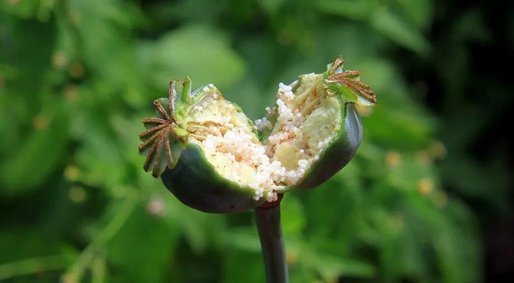 趣话瘾史：*片鸦**系列