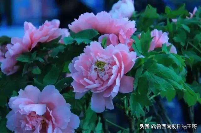 牡丹十大品种九大花系,牡丹进口品种图片及名称