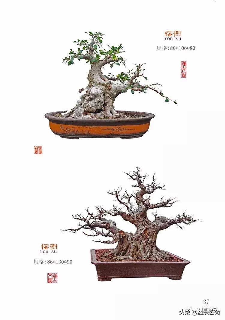 陈文图榕树欣赏,陈文图盆景