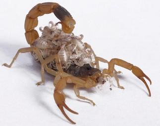 陕西蝎子养殖加盟方法,蝎子的养殖是不是骗局