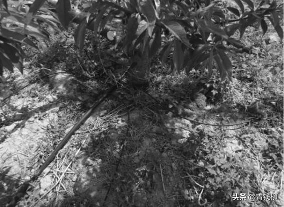 山东智慧农业发展前景,大棚桃树经济效益怎么样