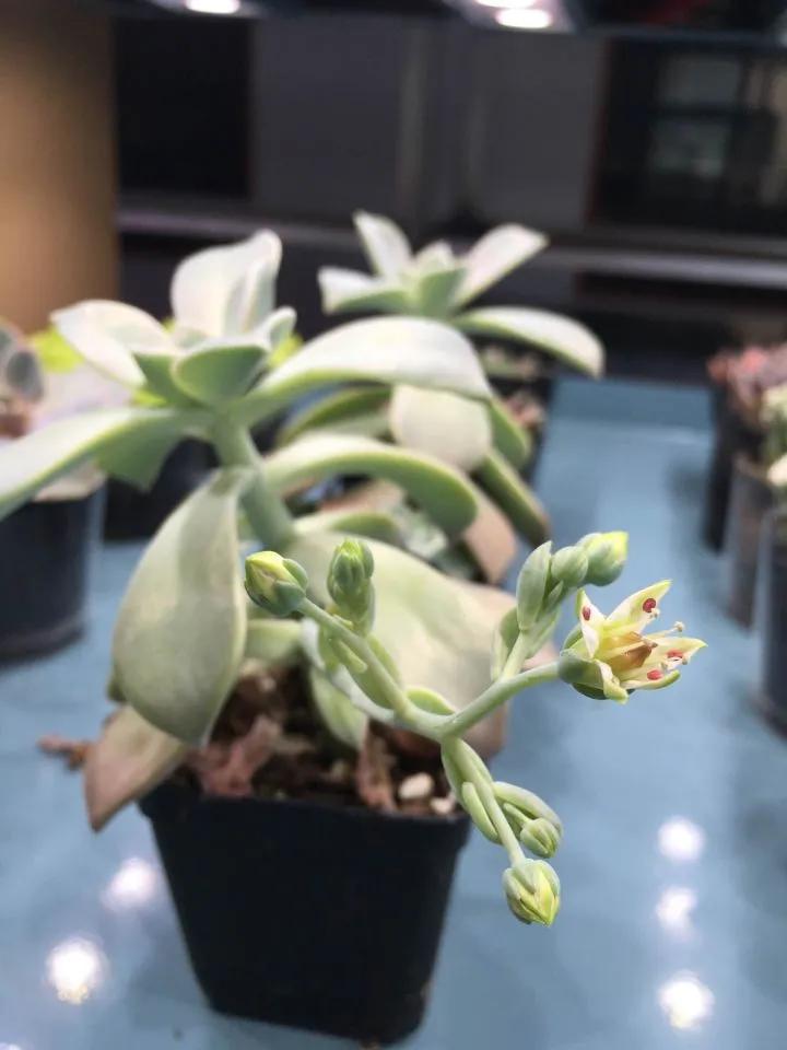 多肉补光灯的使用方法,多肉补光灯怎么串联到一个插座上