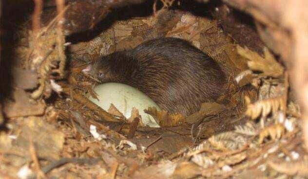 说它是鸟，却没有翅膀和尾巴，说它是兽，却只有两条腿，是啥奇葩