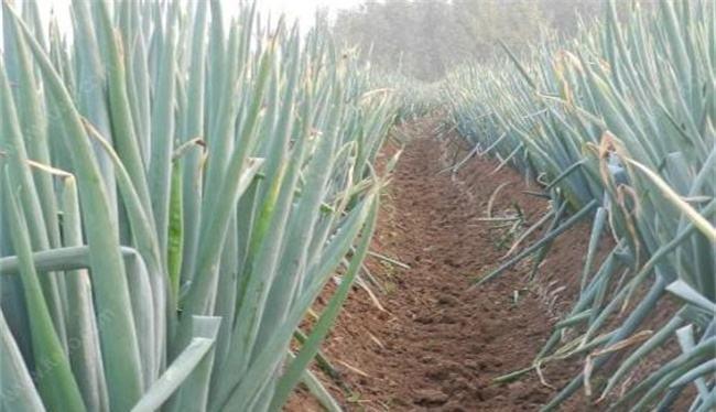 大葱干尖白点怎么治,大葱叶起白点怎么办