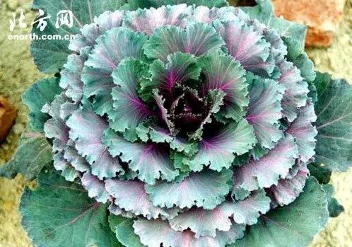 叶牡丹羽衣甘蓝,多头叶牡丹羽衣甘蓝