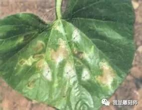 文玩葫芦的病虫,文玩葫芦预防花叶病教程