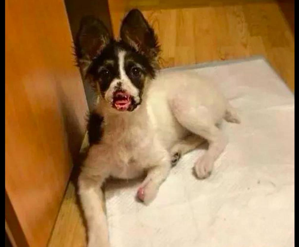 狗狗鼻子骨折什么表现,狗狗前腿骨折了需要多久自愈