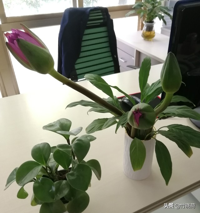 适合盆栽养的睡莲,睡莲的养花技巧