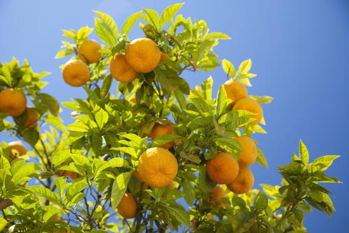 盆景桔子树用什么农药防治虫害,桔子树害虫防治方法有机肥