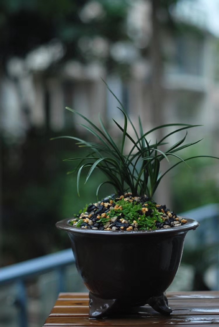 刚买回的兰花栽培知识,刚入手的兰花需要注意什么