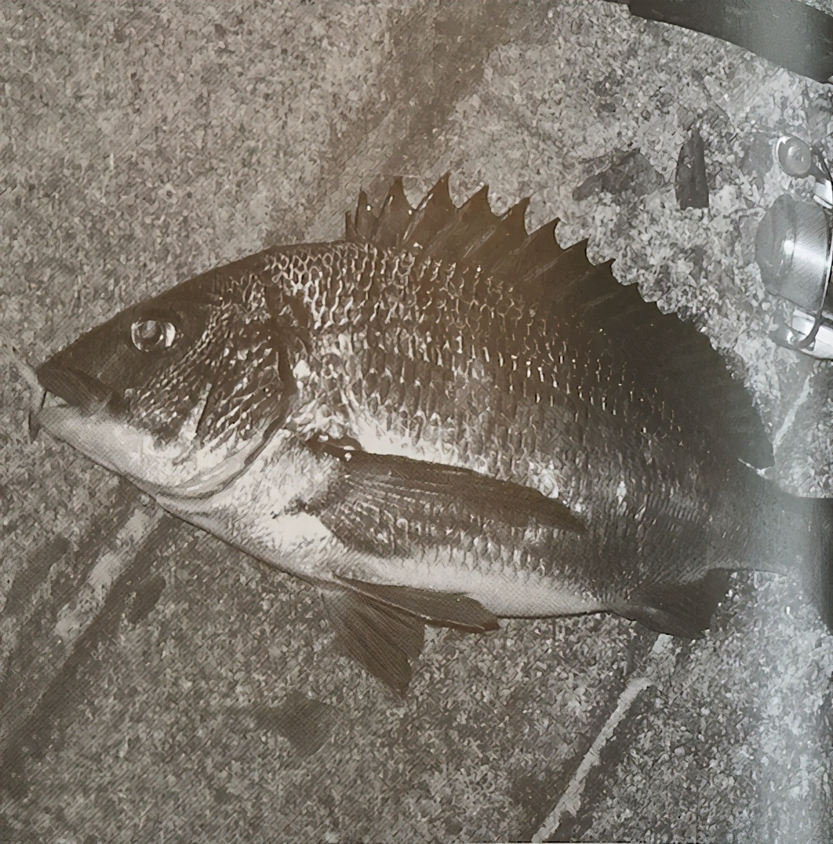 路亚钓黑鲷入门教程,路亚钓黑鲷的方法与技巧