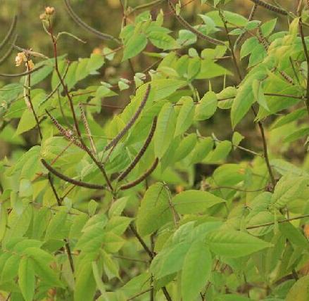 老中医可以给孩子起名吗,用中药名字给孩子取名可以吗