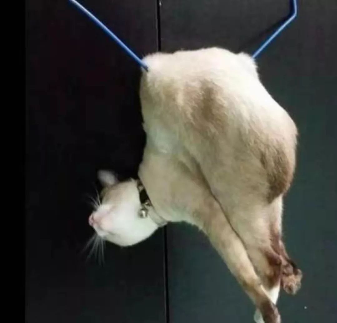 宠物界的柔术高手：“液体猫咪”，对老鼠来说简直就是噩梦