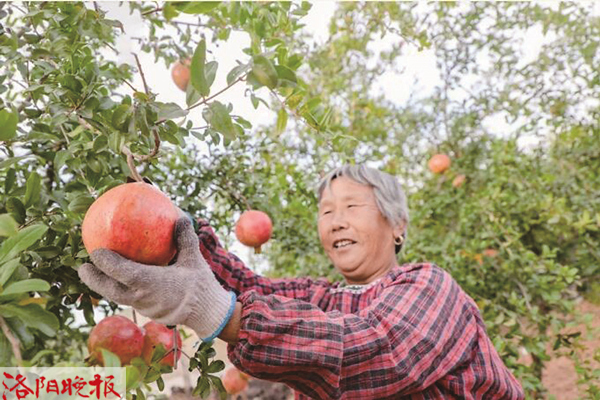 家乡突尼斯软籽石榴又大量上市了,突尼斯软籽石榴产地是哪里的好吃