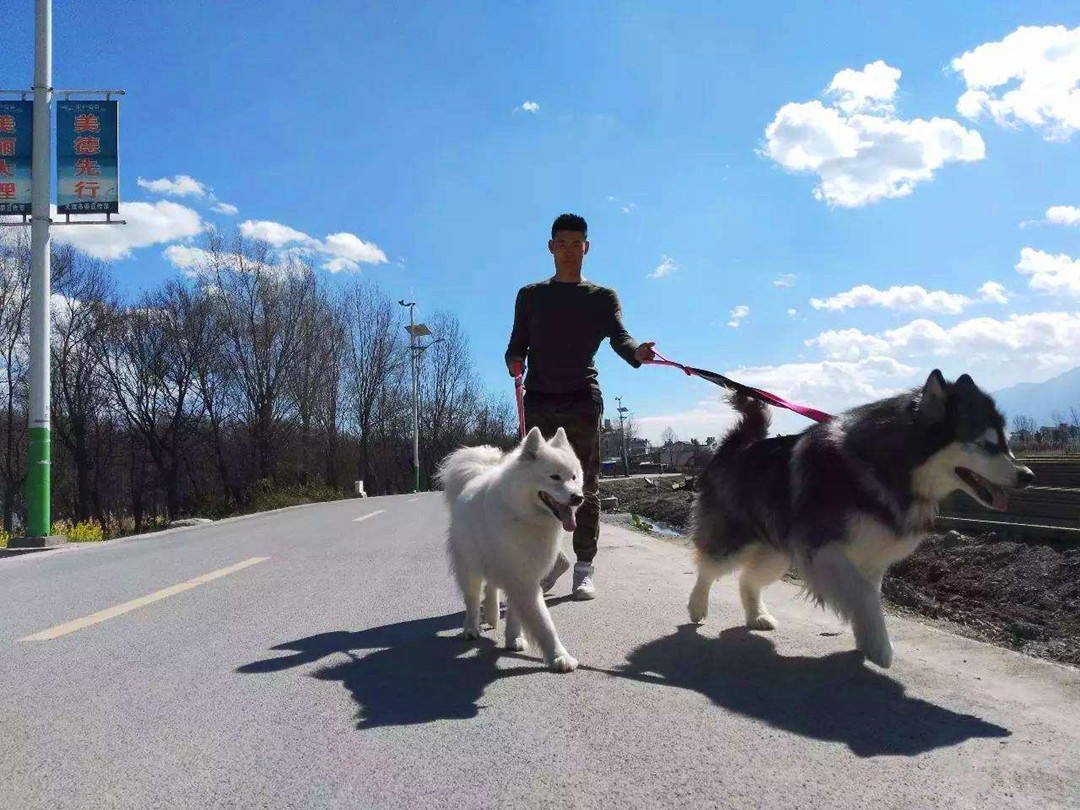 主人挑选牵引绳时出纰漏，萨摩耶出门后挣脱，注意三个正确方法！