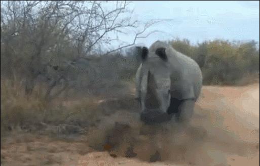 当世界剩下两只猫,当世界只剩两个人