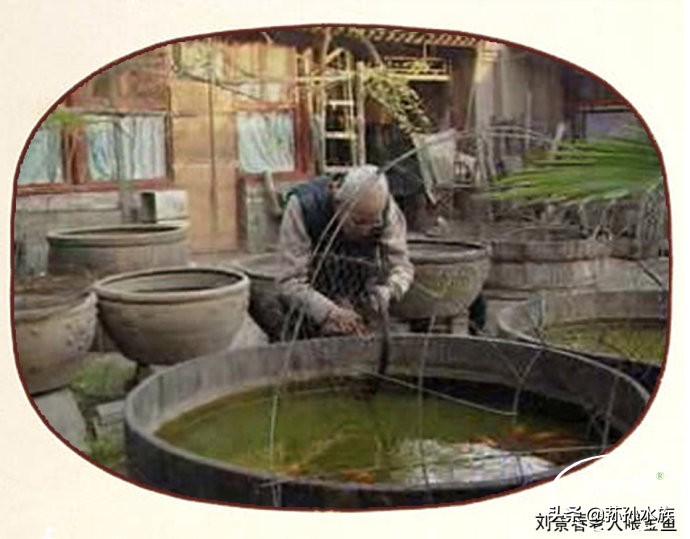 古法养金鱼全攻略,古法养金鱼开缸