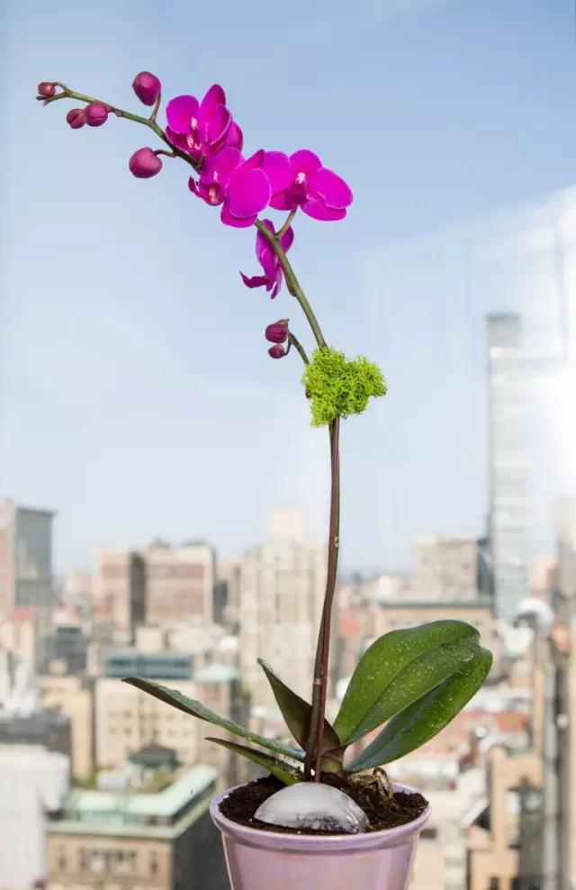 插花小技巧30秒,10个插花小技巧快收藏起来