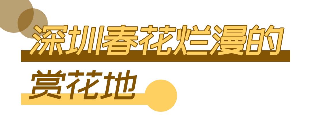 深圳周末带孩子免费游玩好去处,2021深圳免费适合遛娃玩地方排名