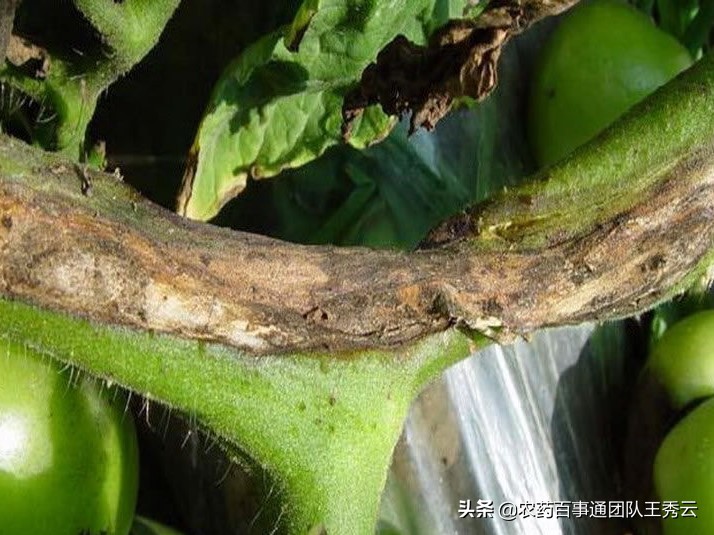 番茄溃疡病怎么办，看看专家怎么说
