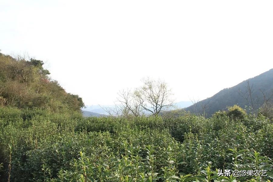 期待兰花香,再谈鸠坑群体种老茶园