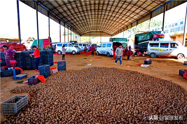 富村魔芋交易市场小区,广东最大魔芋批发市场