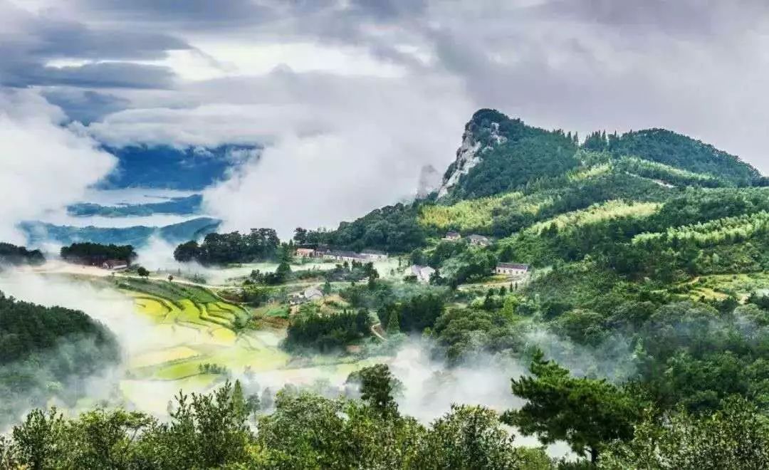 商城县汪岗镇:″三季茶的致富经