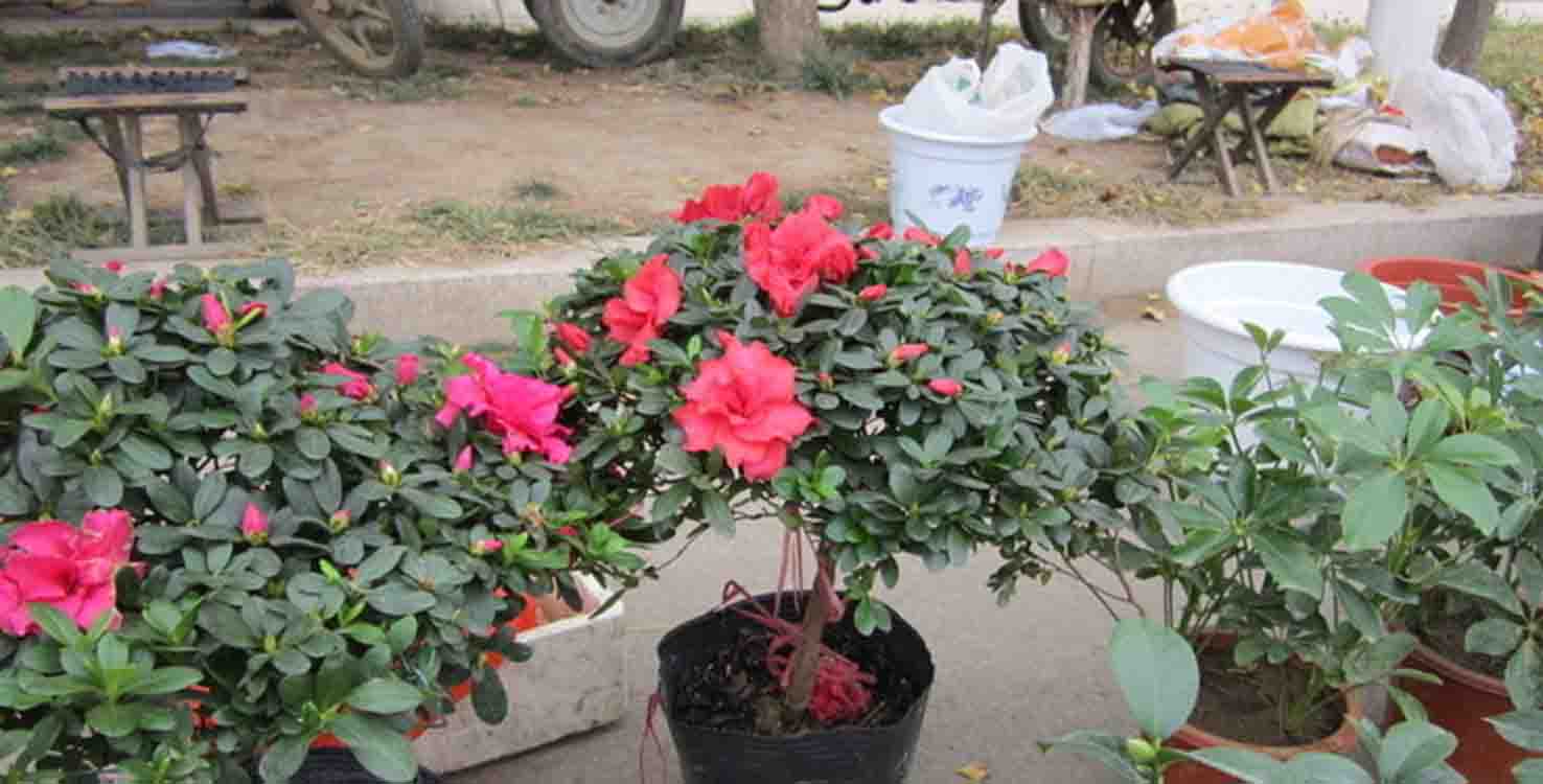 怎么样才把杜鹃花养好,杜鹃花如何养会更好