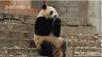 72万年薪！招聘演员假扮熊猫？网友炸了，动物园急了