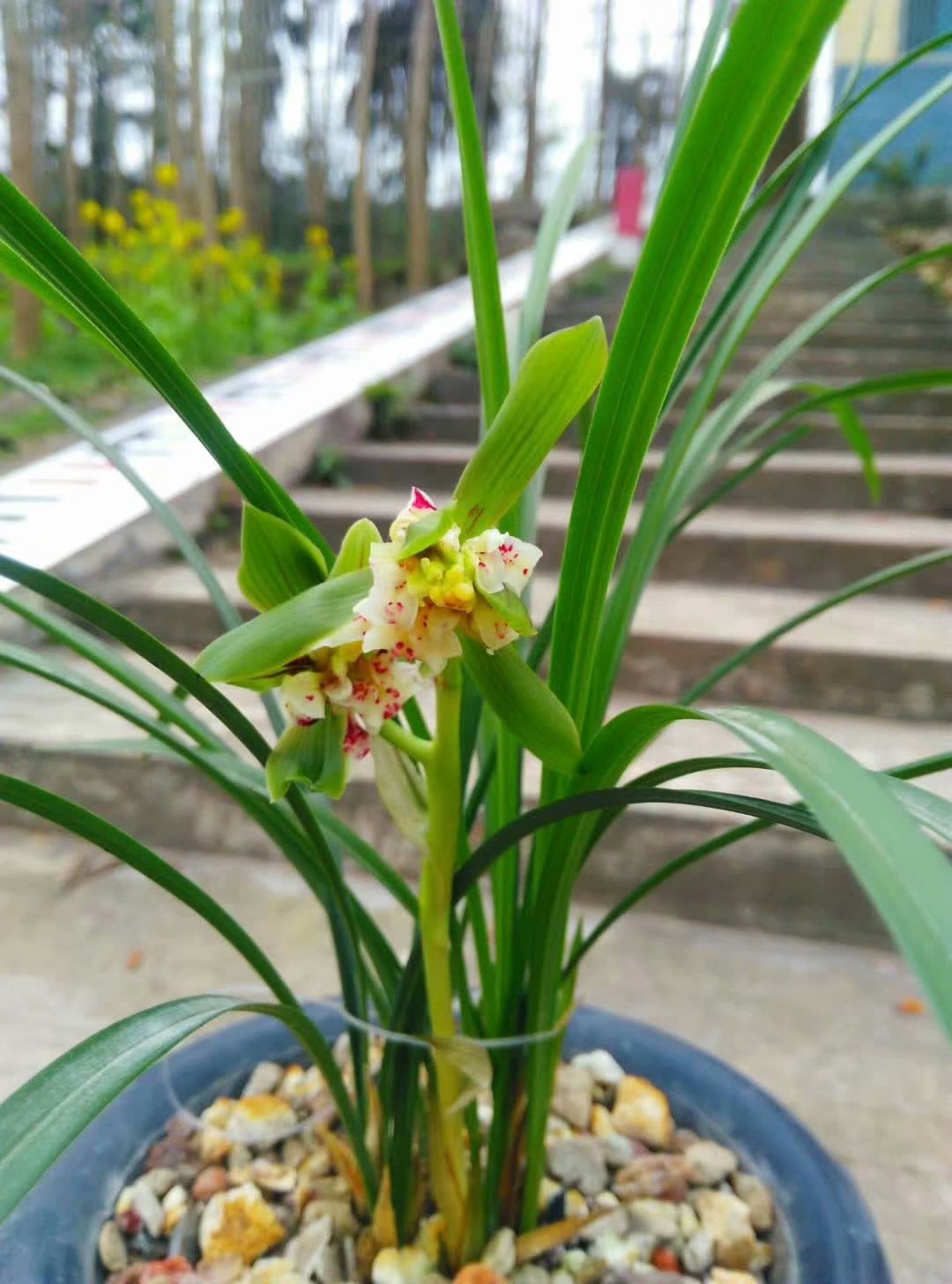 他是川兰界令人尊敬的老前辈，曾靠一颗艺草陆陆续续获利千万余元