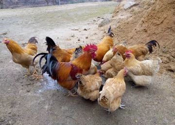 免疫后鸡群发病的原因及补救措施,夏季鸡群为什么还感冒