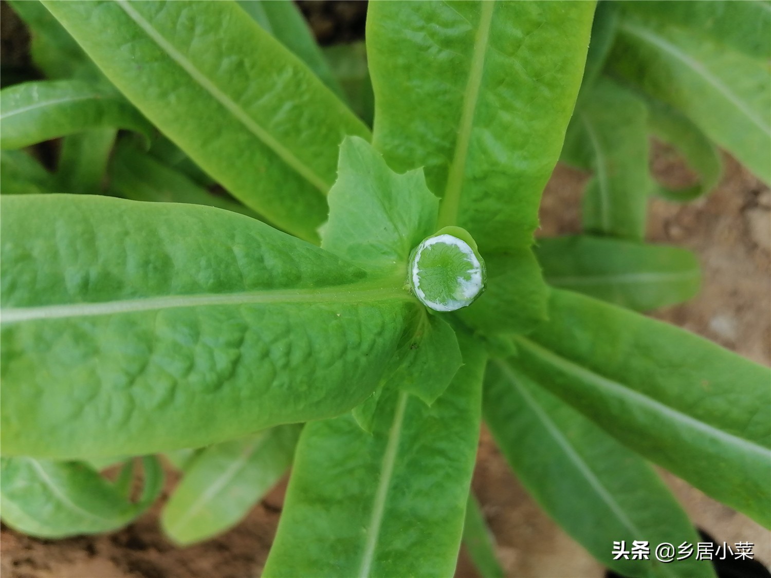 莴笋什么时候采收最好,莴笋采收后怎么延长供应期