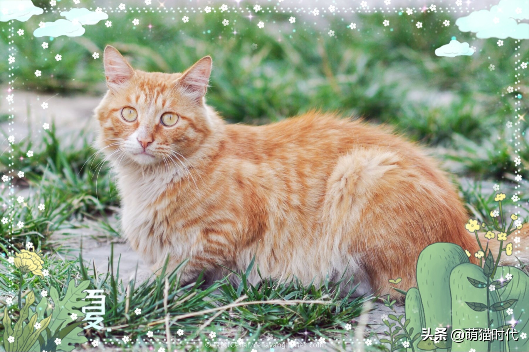 捡到没断奶的流浪猫应该怎么办,捡到无毛流浪猫怎么办