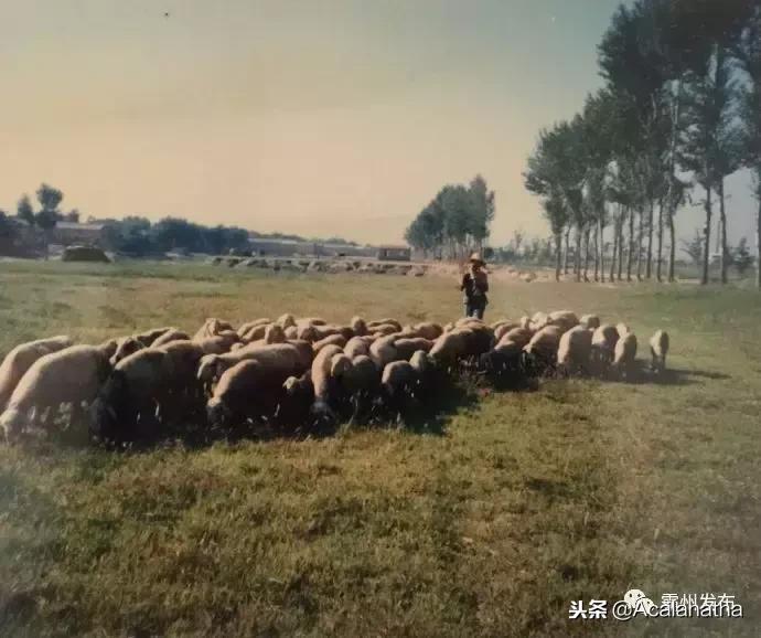 霸州土产公司老照片,霸州老城区图片